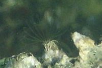 食事中のフジツボ(蔓脚が見えますか?)