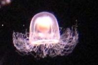 ベニクラゲ属の1種