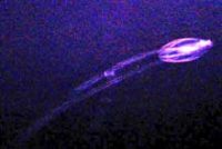 フウセンクラゲ