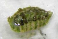 アヤヒザラガイ?