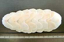 オオバンヒザラガイの殻板