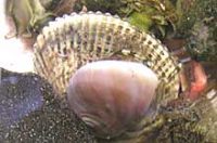 サルボウガイ(ツメタガイの後ろの白い貝)