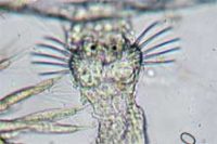 ヤムシの仲間(頭部拡大)