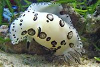 ブチウミウシ