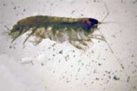 ヨコエビの仲間