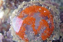 ギボシイソメ類の卵塊