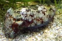 ヒメコウイカ