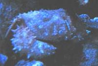 ホシハダヒシガニ