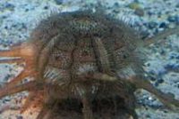 ボウズウニ(拡大)