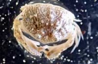 ヤマトカラッパ