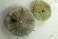 カシパンの仲間