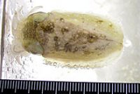 コブシメの子供