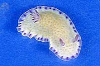 コモンウミウシ