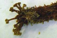 クロホシアカナマコ(触手の拡大)