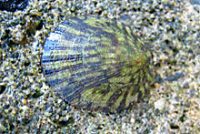 クサイロアオガイ