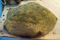 マンジュウヒトデ