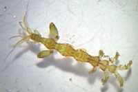 マルエラワレカラ