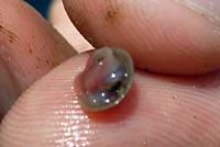 ミヤコドリ(軟体側)