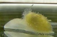 ニッポンマメアゲマキ属の1種
