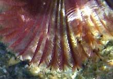 オオメケヤリの鰓冠