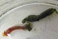 タマグシフサゴカイ科の1種と棲管