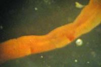 タケフシゴカイの仲間(拡大)