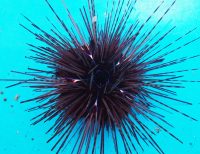 アラサキガンガゼ（タイプI）