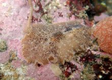 オオツノヒラムシ